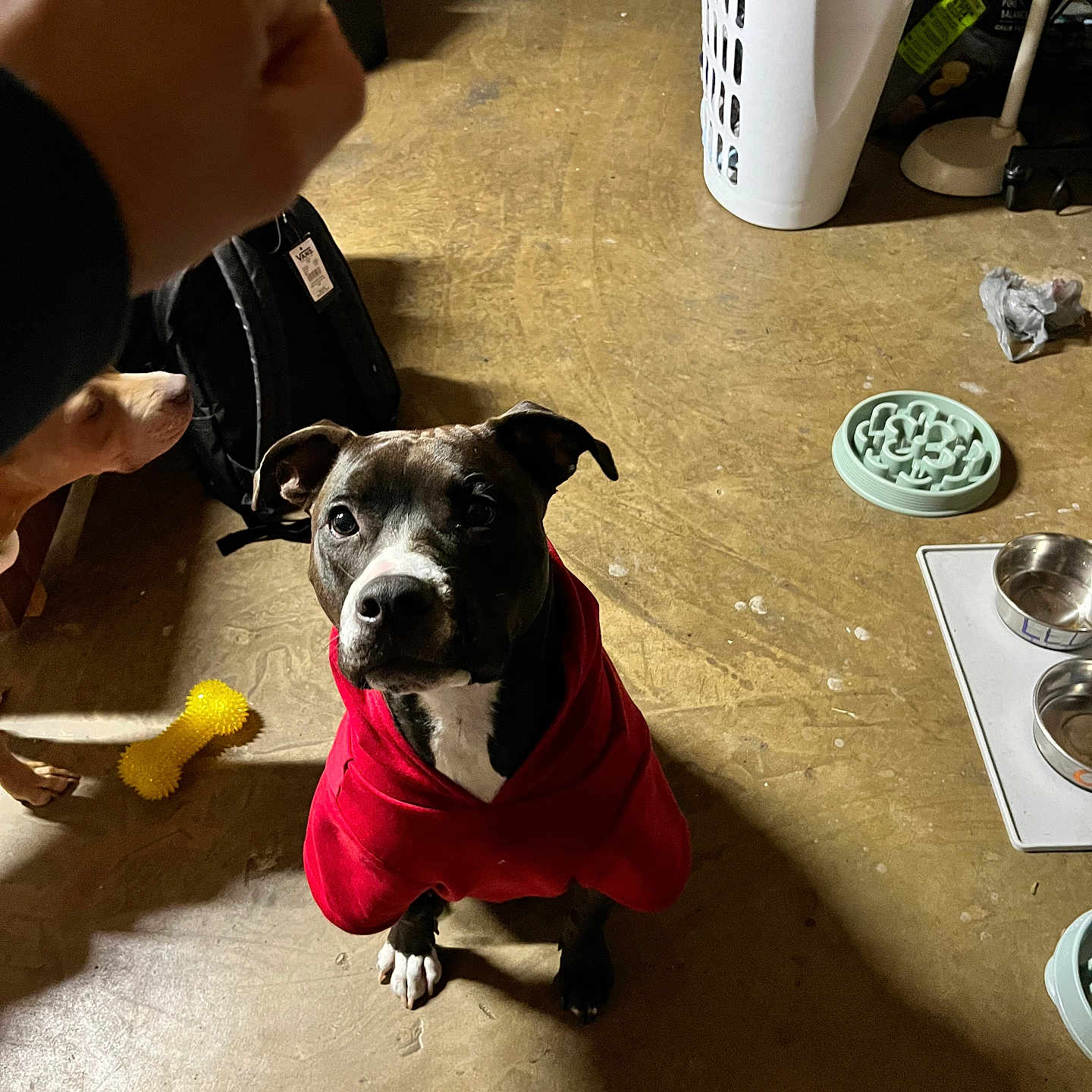 Oreo