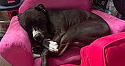 Oreo is registered to the contest to win money with this photo: dog, sleeping, black_dog, pink_sofa, pink_chair, indoor, furniture, pet, resting, cozy, animal, paw, curled_up, relaxed, domestic, household, vacuum_cleaner, clutter, fabric, soft
