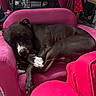 dog, sleeping, black_dog, pink_sofa, pink_chair, indoor, furniture, pet, resting, cozy, animal, paw, curled_up, relaxed, domestic, household, vacuum_cleaner, clutter, fabric, soft