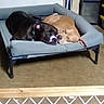 dog, sleeping, bed, indoor, black_dog, tan_dog, pet, resting, cozy, animal, raised_bed, floor, furniture, gate, storage, quiet, companionship, relaxation, friendship, canine