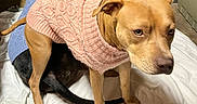 Leia is registered to the contest to win money with this photo: animal, black_dog, blue_sweater, canine, close_up, cozy, cute, dog, domestic_animal, floor, fur, indoor, looking, lying_down, pet, pink_sweater, standing, sweater, tan_dog, white_sheet