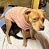 Leia is registered to the contest to win money with this photo: dog, sweater, pink_sweater, blue_sweater, indoor, white_sheet, tan_dog, black_dog, pet, animal, floor, cozy, cute, canine, fur, domestic_animal, looking, lying_down, standing, close_up