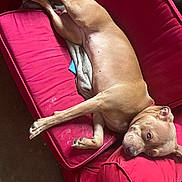 Leia joined the competition — help win amazing prizes! dog, couch, red_couch, pet, indoor, relaxed, brown_dog, canine, fur, lying_down, blanket, comfort, home, resting, animal, paw, snout, ears, furniture, domestic