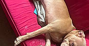 Leia joined the competition — help win amazing prizes! animal, blanket, brown_dog, canine, comfort, couch, dog, domestic, ears, fur, furniture, home, indoor, lying_down, paw, pet, red_couch, relaxed, resting, snout