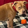alert, animal, brown_dog, canine, checkered_blanket, closeup, companion, couch, dog, domestic_animal, furniture, household, indoor, looking, orange_toy, pet, pet_toy, red_collar, resting_place, toy