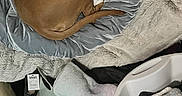 Leia is registered to the contest to win money with this photo: basket, blanket, brown_dog, comfort, cozy, curled_up, dog, domestic, fabric, fur, household, indoor, laundry, laundry_basket, pet, pile, resting, sleepy, soft, textile