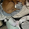 Leia is registered to the contest to win money with this photo: dog, brown_dog, blanket, laundry_basket, laundry, household, cozy, indoor, pet, fabric, fur, resting, sleepy, curled_up, textile, soft, domestic, comfort, pile, basket