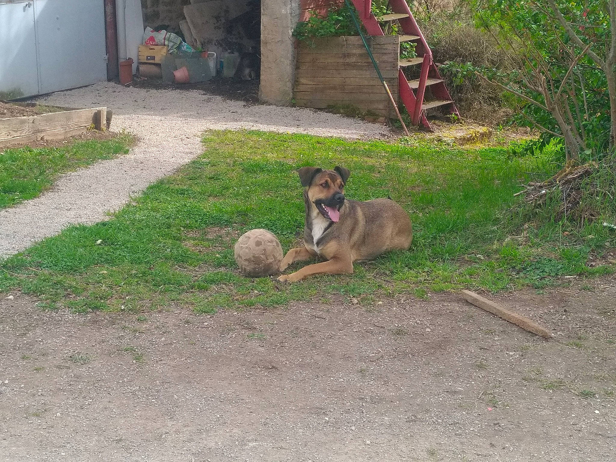Toundra participe au concours pour gagner de l'argent avec cette photo : ball, canidae, carnivore, chair, companion_dog, dog, dog_breed, fawn, flooring, grass, groundcover, lawn, plant, sidewalk, soil, sporting_group, tail, terrestrial_animal, working_animal, yard