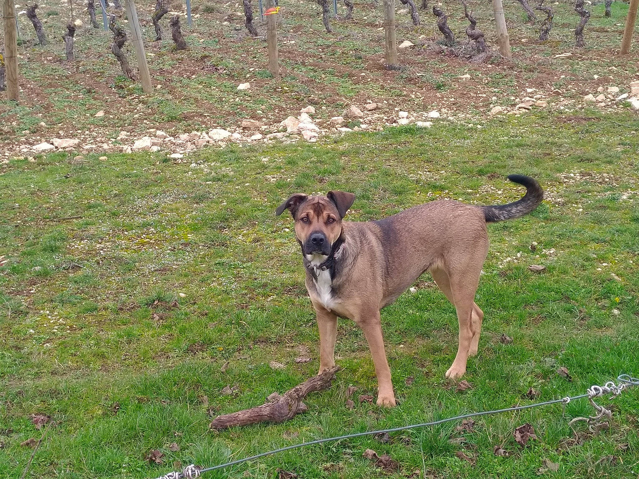 Toundra a rejoint le concours — aidez-le/la à gagner de superbes lots ! ancient_dog_breeds, canidae, carnivore, collar, companion_dog, dog, dog_breed, dog_collar, fawn, grass, grassland, guard_dog, plant, snout, sporting_group, tail, terrestrial_animal, tree, working_animal, working_dog