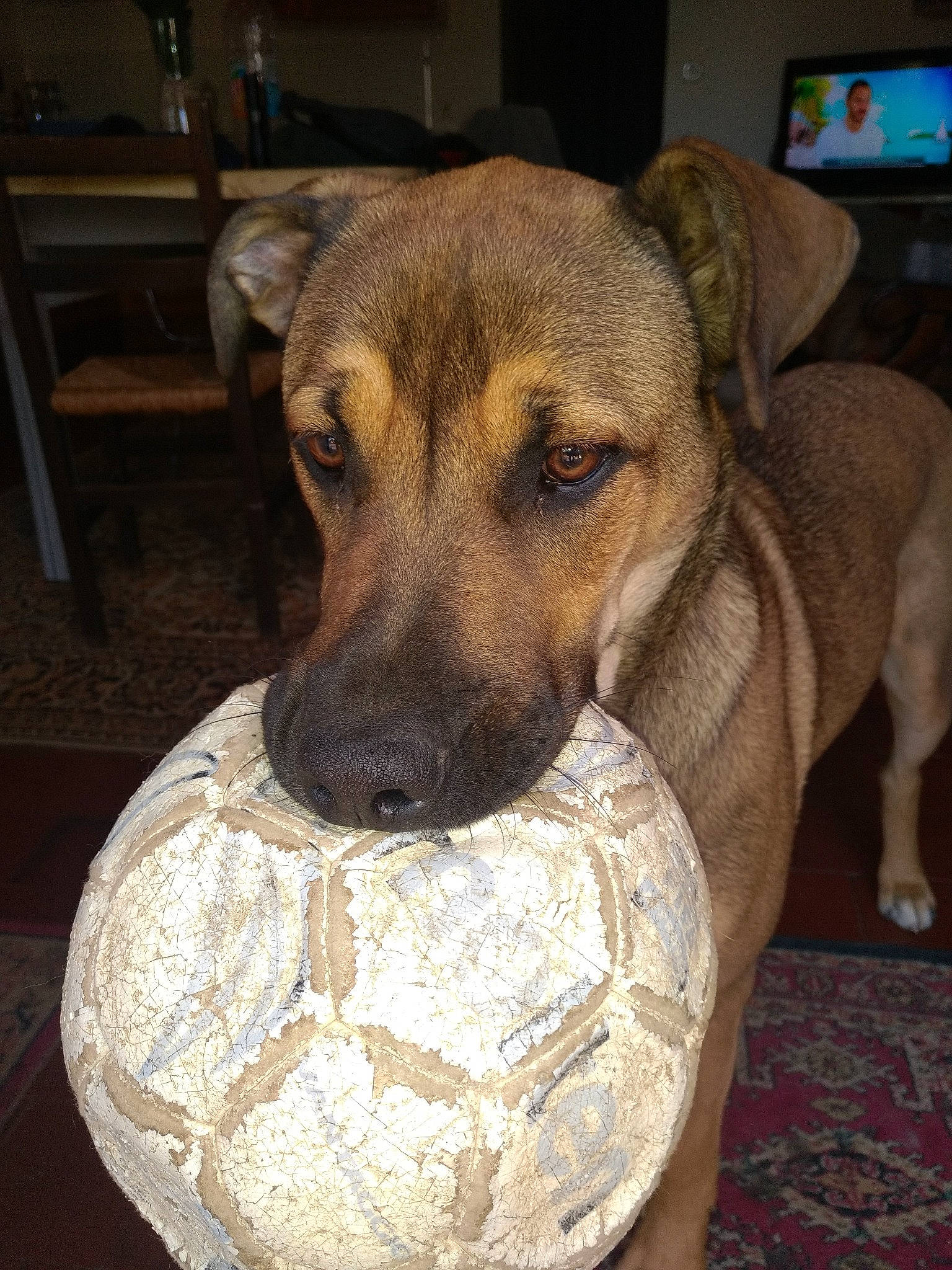 Toundra participe au concours pour gagner de l'argent avec cette photo : canidae, carnivore, companion_dog, dog, dog_breed, fawn, flooring, fur, pet_supply, snout, sporting_group, television, terrestrial_animal, whiskers, working_animal, working_dog