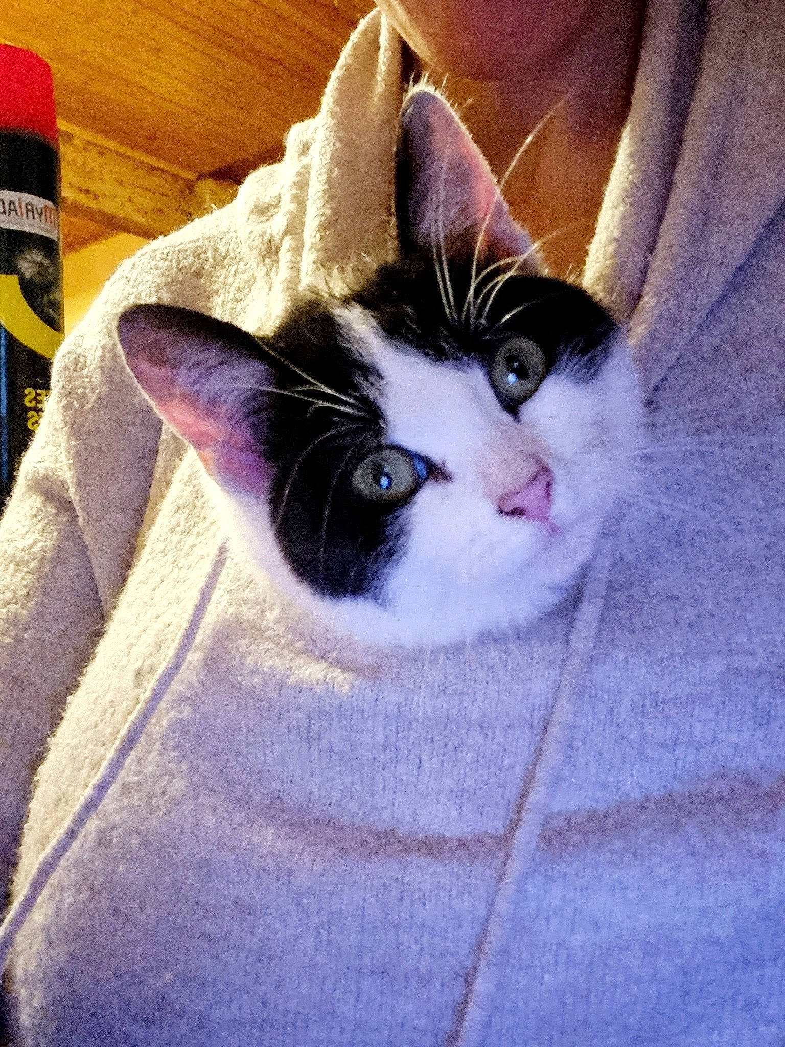 Cookie a rejoint le concours — aidez-le/la à gagner de superbes lots ! art, box, carnivore, cat, comfort, domestic_short_haired_cat, ear, electric_blue, fawn, felidae, fur, leg, paw, small_to_medium_sized_cats, snout, square, tail, whiskers, window, wood