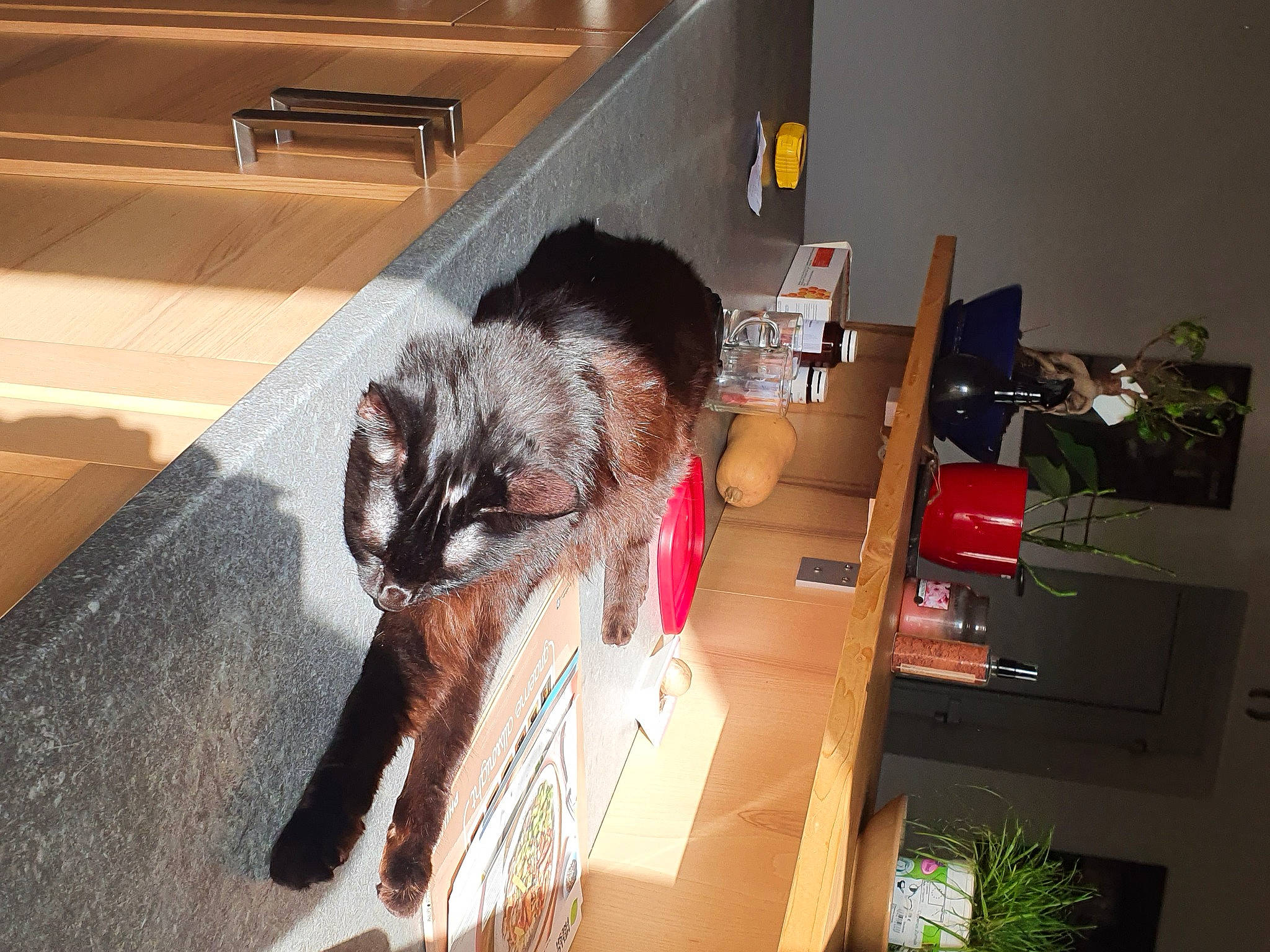 Misty participe au concours pour gagner de l'argent avec cette photo : box, canidae, carnivore, chair, claw, comfort, companion_dog, dog_breed, domestic_short_haired_cat, felidae, flooring, fur, hardwood, houseplant, plant, room, small_to_medium_sized_cats, sporting_group, tail, whiskers