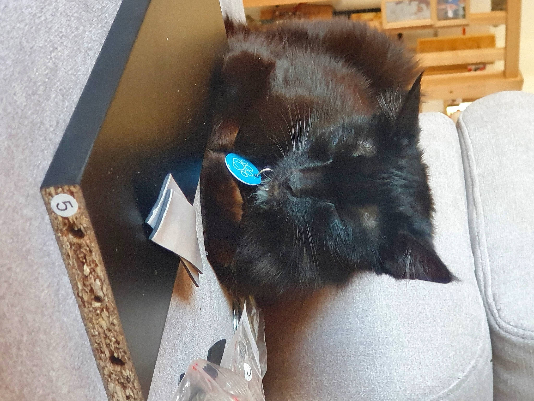 Misty a rejoint le concours — aidez-le/la à gagner de superbes lots ! black_cat, bombay, box, canidae, carnivore, cat, cat_supply, claw, comfort, dog_breed, domestic_short_haired_cat, ear, felidae, fur, small_to_medium_sized_cats, snout, sporting_group, tail, whiskers, wood