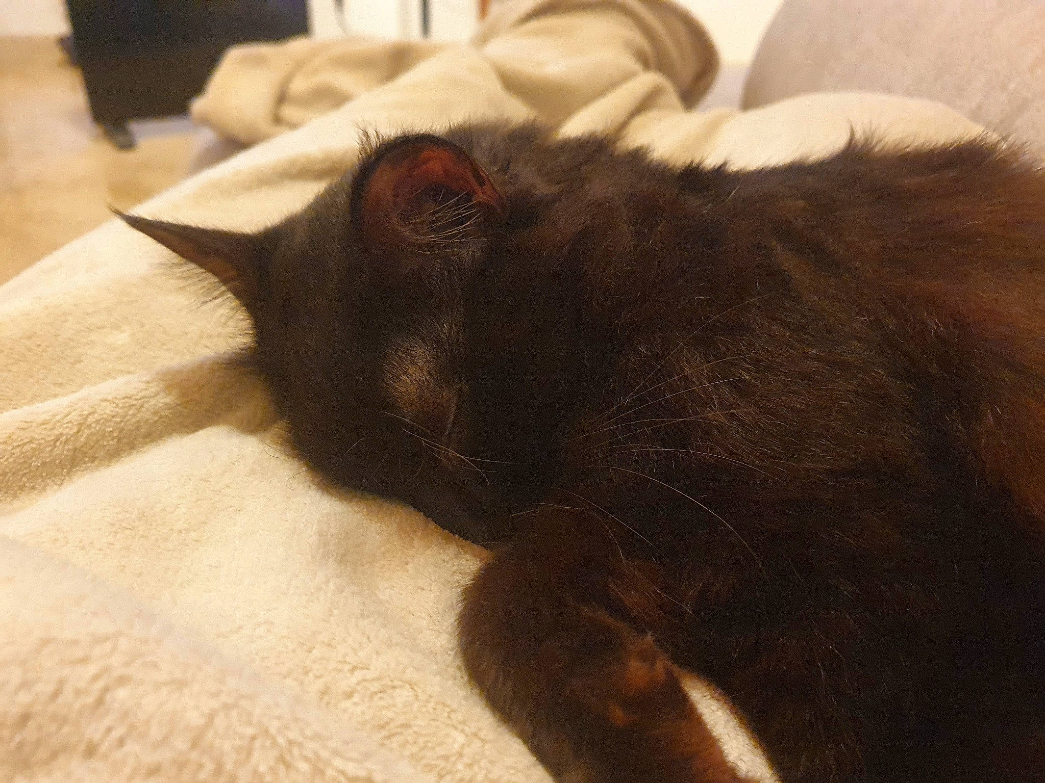 Misty participe au concours pour gagner de l'argent avec cette photo : black_cat, bombay, carnivore, cat, claw, comfort, couch, domestic_short_haired_cat, ear, felidae, fur, nap, paw, room, sleep, small_to_medium_sized_cats, snout, tail, terrestrial_animal, whiskers