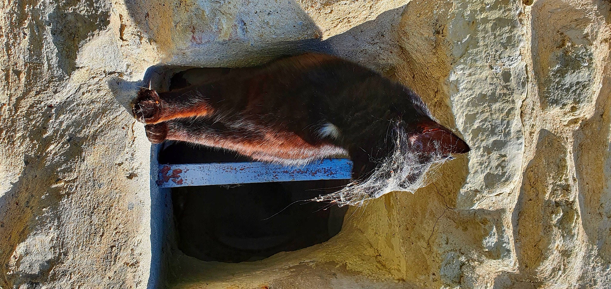 Misty participe au concours pour gagner de l'argent avec cette photo : bedrock, carnivore, door, fawn, liver, rock, shadow, snout, soil, sporting_group, tail, terrestrial_animal, water, wildlife, window, wood, working_animal