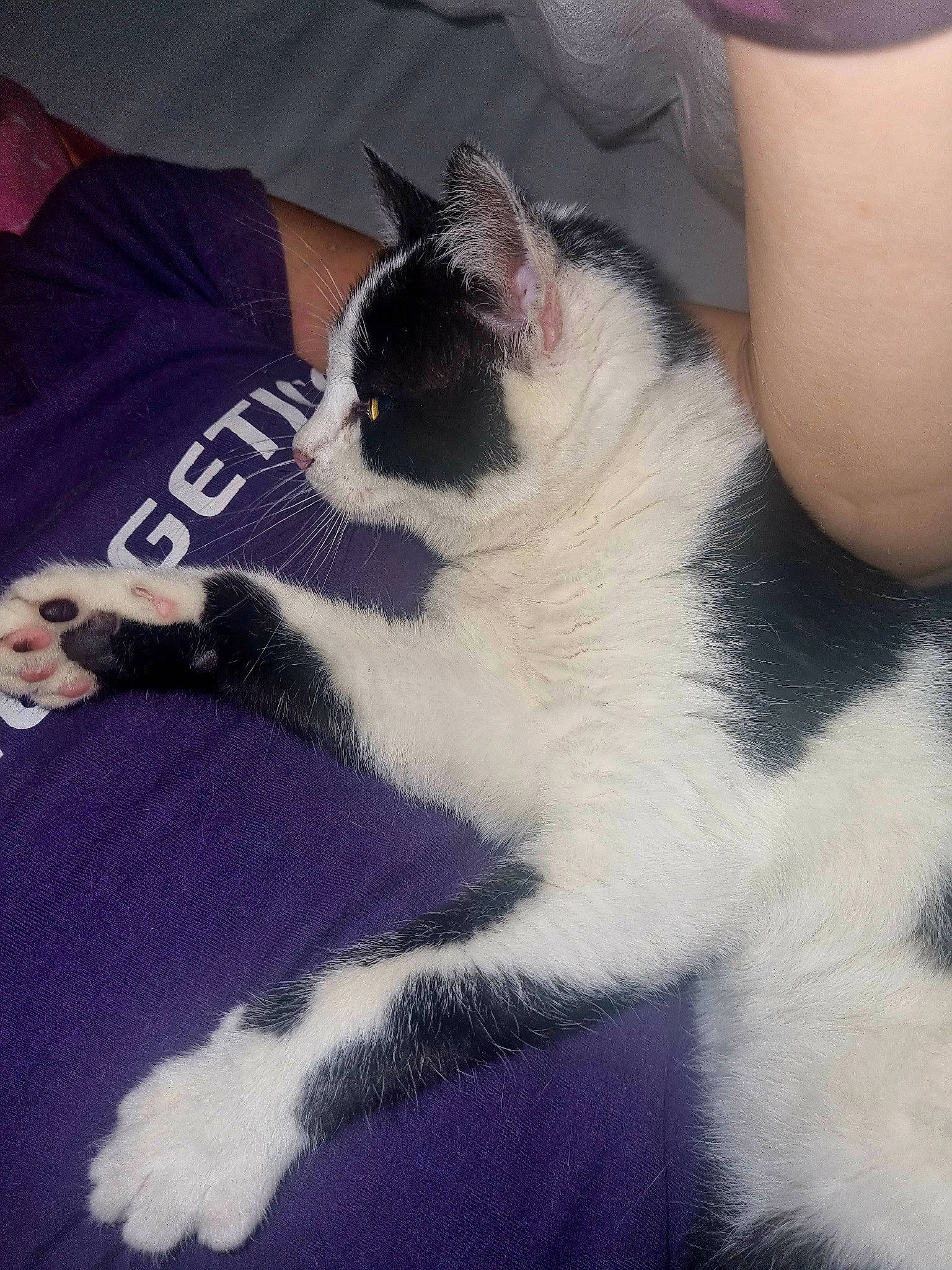 Misty a rejoint le concours — aidez-le/la à gagner de superbes lots ! canidae, carnivore, cat, cloud, comfort, companion_dog, domestic_short_haired_cat, felidae, foot, fur, happy, human_leg, lap, paw, sitting, small_to_medium_sized_cats, snout, tail, thigh, whiskers