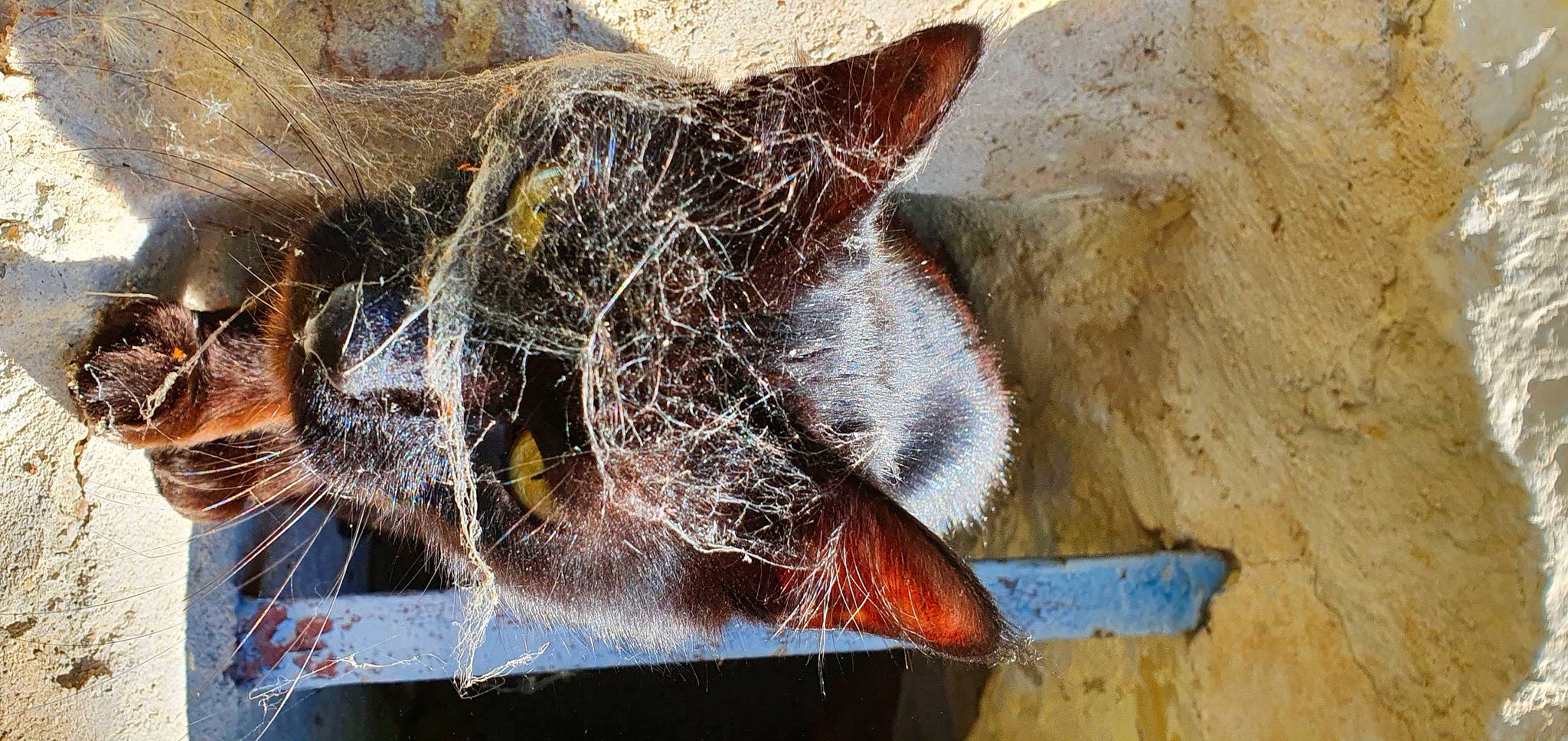 Misty a rejoint le concours — aidez-le/la à gagner de superbes lots ! auto_part, carnivore, cat, claw, domestic_short_haired_cat, felidae, fur, metal, natural_material, net, small_to_medium_sized_cats, snout, soil, tail, terrestrial_animal, tire, whiskers, wildlife, window, wood