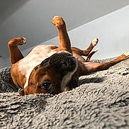 Skylla participe au concours pour gagner de l'argent avec cette photo : animal, bed, blanket, brown, cozy, cute, dog, ears, fur, home, indoor, light, nose, paws, pet, playful, relaxed, snout, upside_down, white