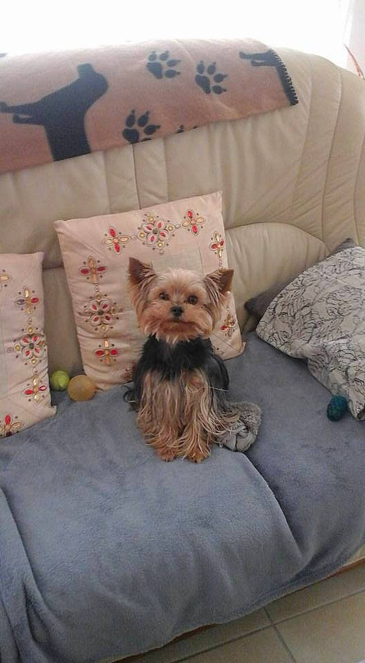Elliot participe au concours pour gagner de l'argent avec cette photo : bedding, canidae, carnivore, comfort, companion_dog, couch, dog, dog_breed, dog_supply, fawn, home_accessories, linens, pillow, room, small_terrier, sporting_group, terrier, throw_pillow, toy_dog, working_animal