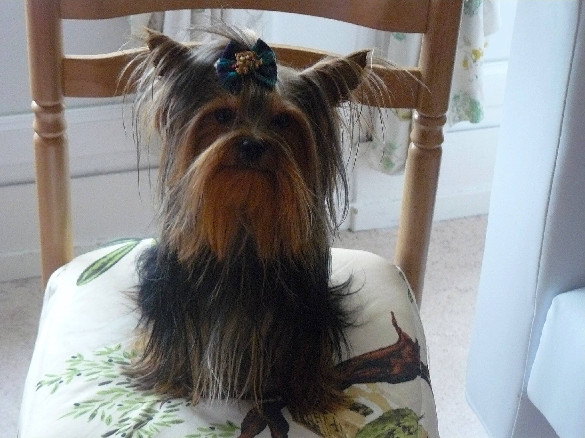 Elliot participe au concours pour gagner de l'argent avec cette photo : biewer_terrier, canidae, carnivore, companion_dog, dog, dog_breed, dog_supply, fashion_accessory, fawn, fur, liver, non_sporting_group, small_terrier, snout, sporting_group, terrier, toy_dog, working_animal, working_dog