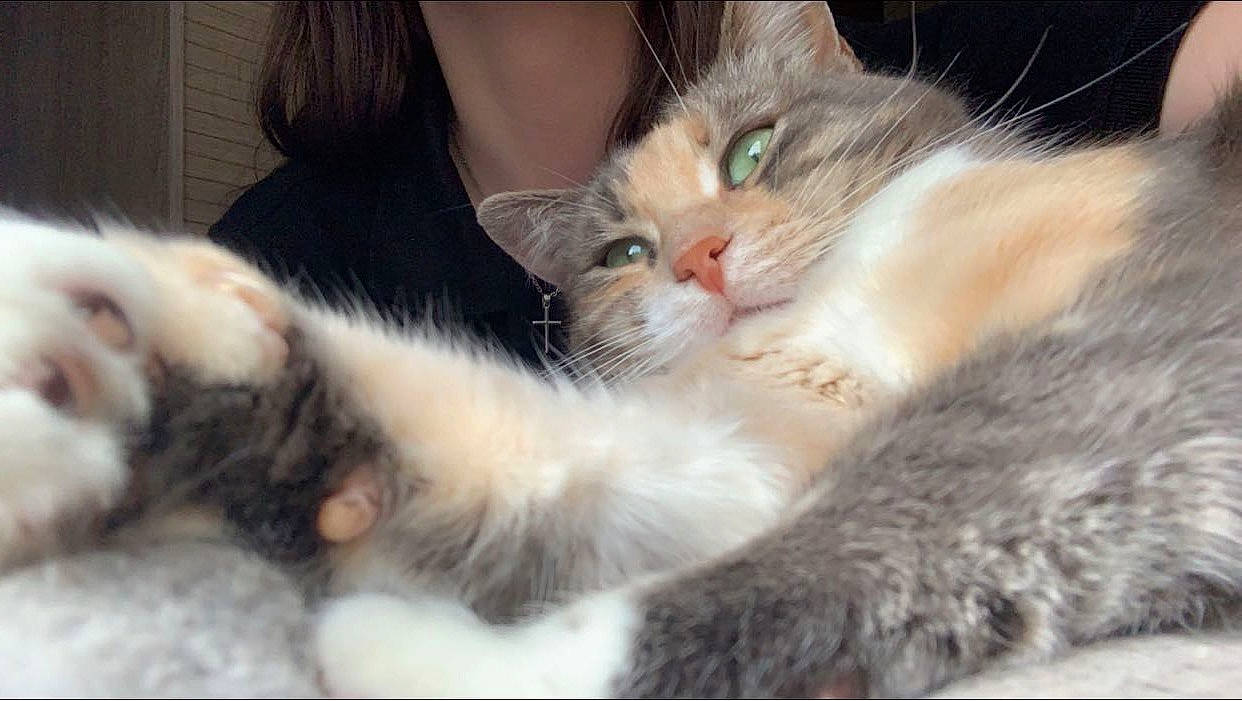 Princesse participe au concours pour gagner de l'argent avec cette photo : carnivore, cat, claw, comfort, domestic_short_haired_cat, fawn, felidae, fur, gesture, iris, paw, small_to_medium_sized_cats, snout, tail, tree, whiskers