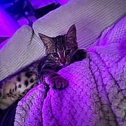 Gisele participe au concours pour gagner de l'argent avec cette photo : cat, kitten, tabby, paw, blanket, couch, indoor, purple_light, cozy, texture, fur, whiskers, relaxing, animal, pet, curious, home, soft, closeup, resting