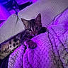 cat, kitten, tabby, paw, blanket, couch, indoor, purple_light, cozy, texture, fur, whiskers, relaxing, animal, pet, curious, home, soft, closeup, resting