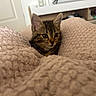 kitten, cat, tabby, blanket, cozy, indoor, pet, fur, cute, animal, young, curious, soft, home, furniture, texture, ears, whiskers, comfort, resting