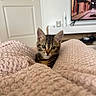 kitten, cat, tabby, pet, blanket, texture, cozy, indoor, home, door, television, bookshelf, fur, curious, cute, animal, small, comfort, rest, soft