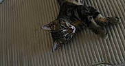 Gisele a rejoint le concours — aidez-le/la à gagner de superbes lots ! cat, tabby, pet, feline, couch, sofa, indoor, relaxed, resting, striped, fur, whiskers, ears, paw, home, comfortable, sleepy, animal, mammal, cute