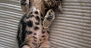 Gisele a rejoint le concours — aidez-le/la à gagner de superbes lots ! cat, kitten, sleeping, tabby, fur, couch, plush, striped, paws, relaxed, cute, pet, indoor, cozy, resting, whiskers, feline, animal, soft, napping