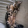 cat, kitten, sleeping, tabby, fur, couch, plush, striped, paws, relaxed, cute, pet, indoor, cozy, resting, whiskers, feline, animal, soft, napping