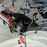 kitten, sleeping, tabby, cat, blanket, cozy, indoor, fur, cute, pet, resting, animal, domestic_cat, soft, patterned, relaxing, small, young, comfort, nap