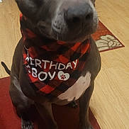 Razor is registered to the contest to win money with this photo: dog, bandana, birthday, pet, indoor, floor, red_rug, wooden_floor, black_and_red, sitting, animal, cute, looking_up, ears, tail, paw, fur, expression, house, home
