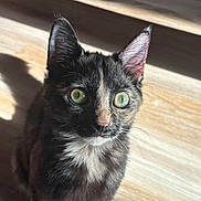 Little Foot joined the competition — help win amazing prizes! cat, kitten, tortoiseshell, green_eyes, pet, animal, feline, indoor, sunlight, shadow, wooden_floor, curious, closeup, portrait, whiskers, ears, fur, cute, young, attention