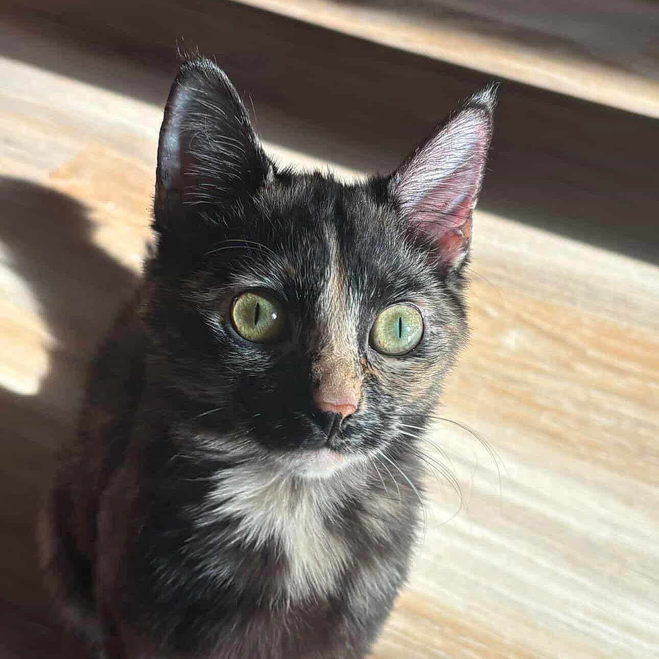 Little Foot joined the competition — help win amazing prizes! cat, kitten, tortoiseshell, green_eyes, pet, animal, feline, indoor, sunlight, shadow, wooden_floor, curious, closeup, portrait, whiskers, ears, fur, cute, young, attention