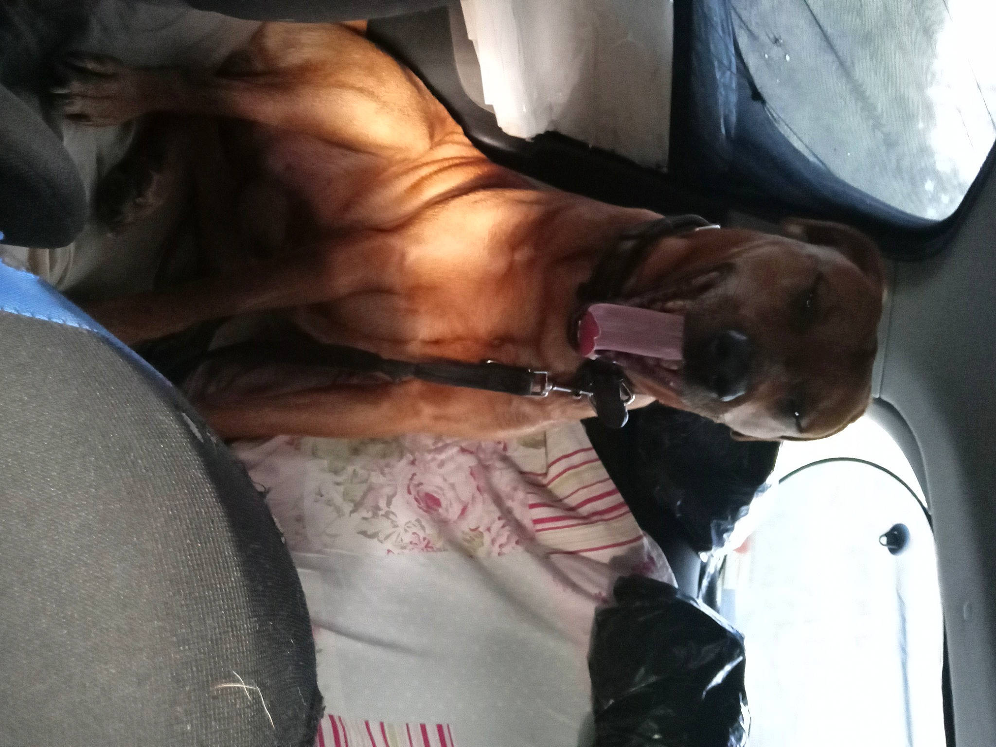 Prince