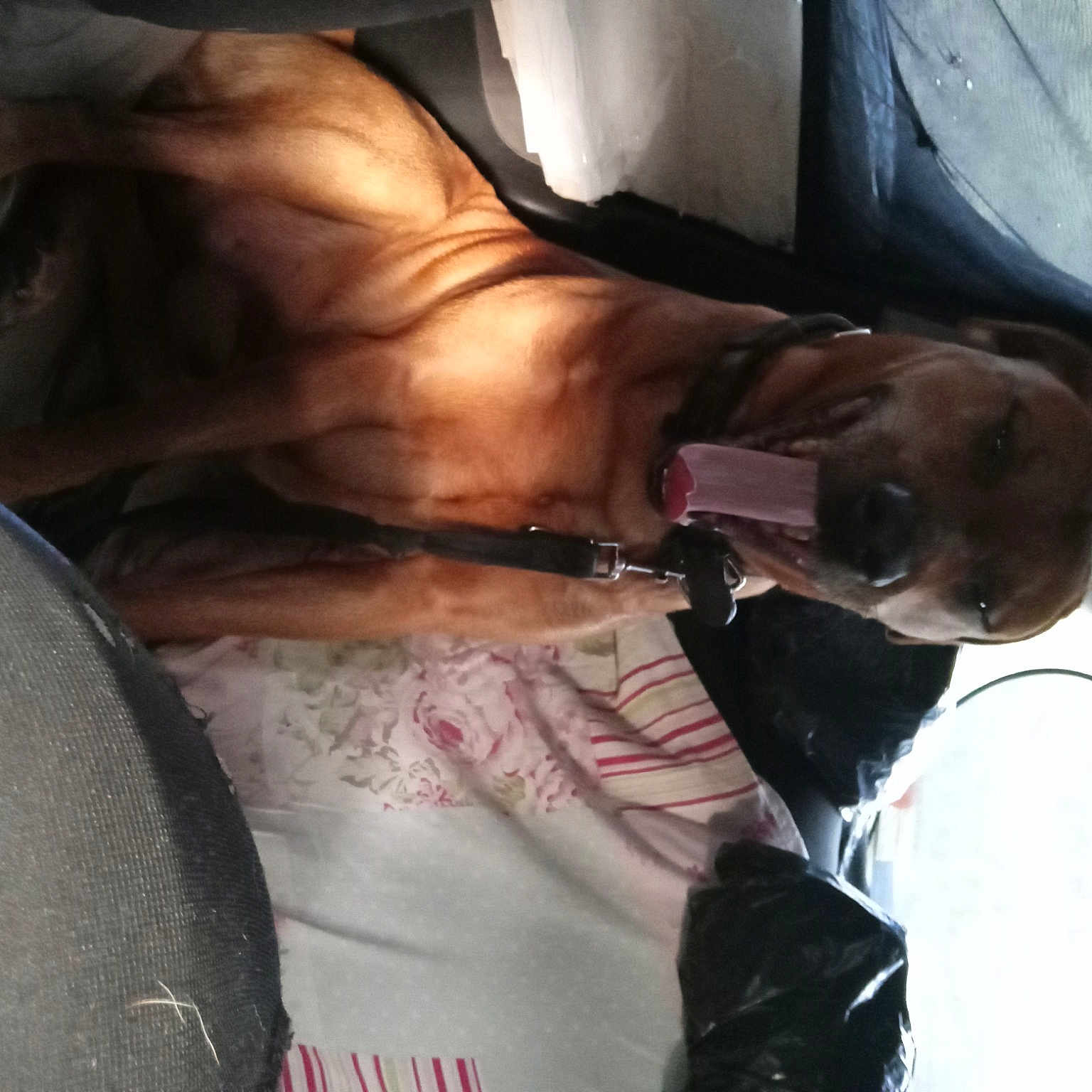 Prince