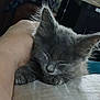 animal, cat, closeup, companion, cozy, cute, domestic_cat, furry, gray_fur, hand, indoor, kitten, nap, pet, resting, sleep, sleeping, soft, whiskers, young