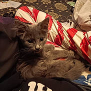 Chance joined the competition — help win amazing prizes! animal, carpet, closeup, cozy, cute, domestic, fur, gray_cat, indoor, kitten, lap, pants, patterned_floor, person, pet, red_and_white_stripes, relaxed, resting, whiskers, young_cat