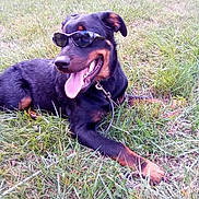 Rowdy is registered to the contest to win money with this photo: animal, black_and_tan, collar, daylight, dog, fashionable, funny, grass, happy, lawn, leash, lying_down, outdoor, pet, photograph, portrait, relaxed, smiling, sunglasses, tongue_out