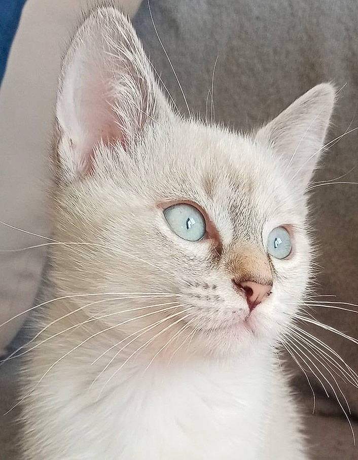 Chanelle a rejoint le concours — aidez-le/la à gagner de superbes lots ! carnivore, cat, domestic_short_haired_cat, ear, felidae, fur, no_expression, small_to_medium_sized_cats, snout, terrestrial_animal, whiskers, window