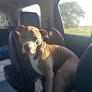 Ryder joined the competition — help win amazing prizes! animal, brown_dog, canine, car, car_seat, daylight, dog, domestic_animal, fur, interior, leisure, pet, relaxed, resting, seat, sunlight, transportation, travel, vehicle, window