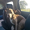 animal, brown_dog, canine, car, car_seat, daylight, dog, domestic_animal, fur, interior, leisure, pet, relaxed, resting, seat, sunlight, transportation, travel, vehicle, window