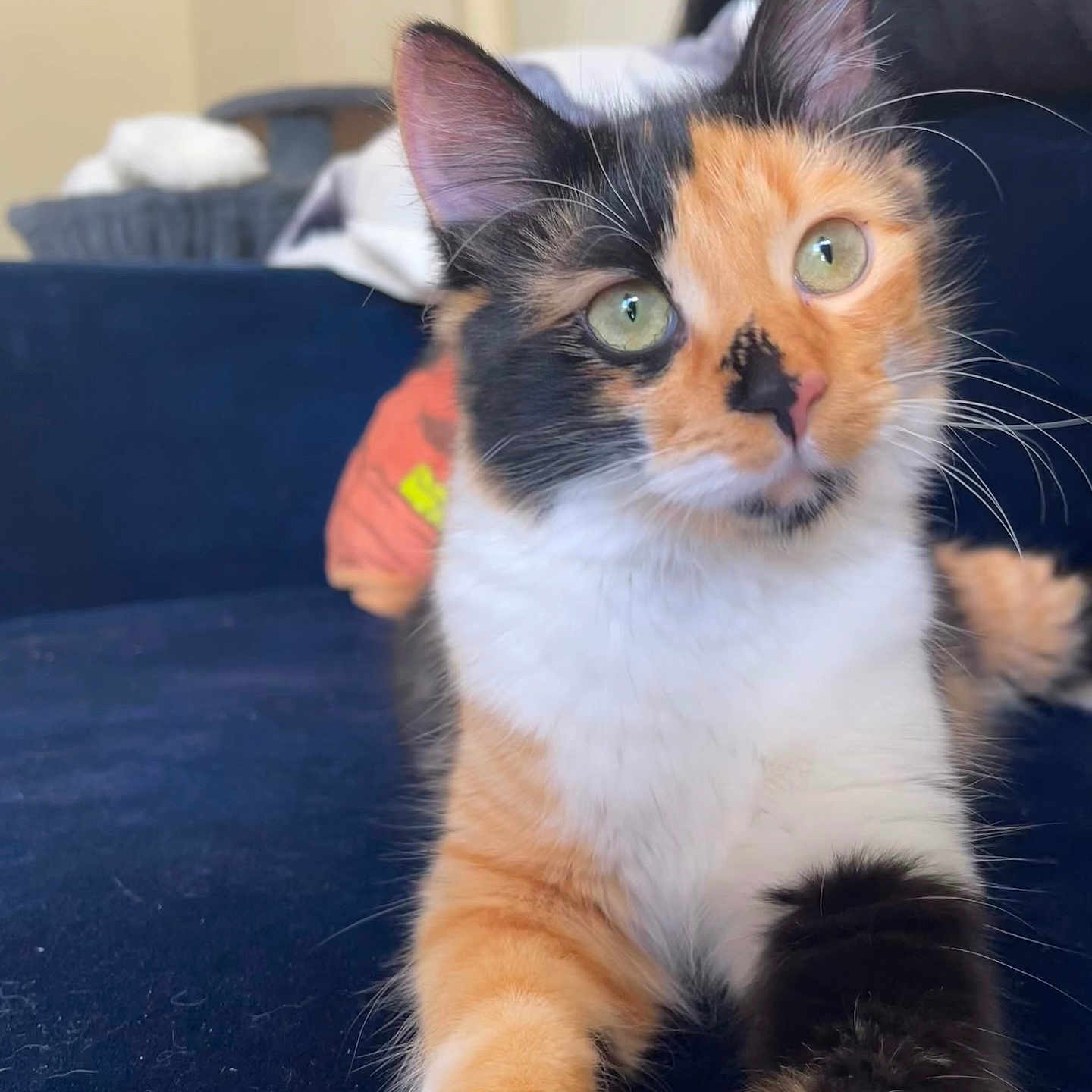 Nala a rejoint le concours — aidez-le/la à gagner de superbes lots ! animal, calico_cat, cat, closeup, couch, curious, cute, domestic_animal, ears, eyes, feline, fur, furniture, household, indoor, paw, pet, relaxed, resting, whiskers
