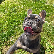 Gamora participe au concours pour gagner de l'argent avec cette photo : dog, puppy, french_bulldog, tongue_out, grass, outdoor, sunny, pet, animal, cute, playful, happy, ears, fur, nature, close_up, smiling, canine, young, daylight