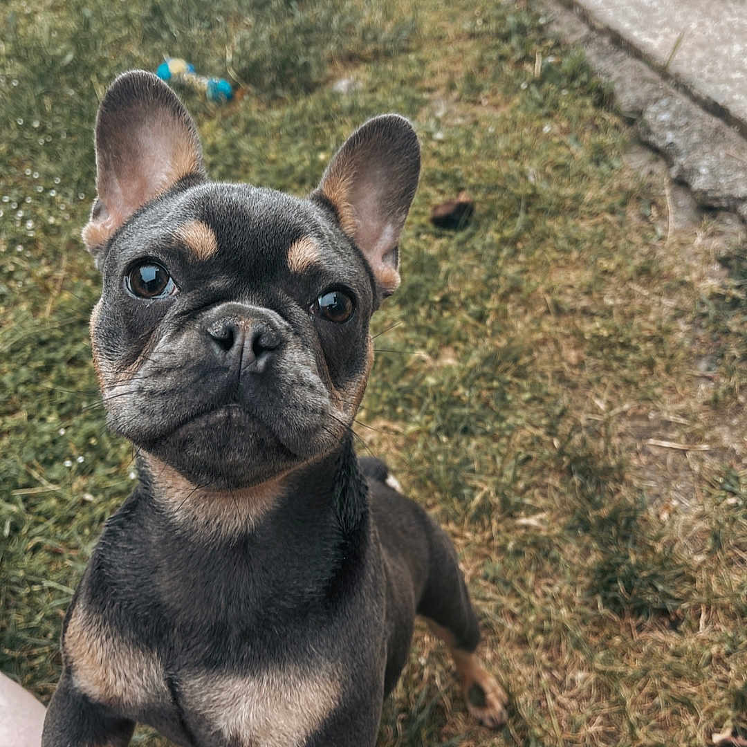 Gamora participe au concours pour gagner de l'argent avec cette photo : animal, black, brown, canine, close_up, cute, dog, ears, face, french_bulldog, grass, looking, nature, outdoor, pet, playful, puppy, tan, toy, young