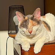 Romy participe au concours pour gagner de l'argent avec cette photo : cat, calico, feline, relaxed, sunlight, wooden_furniture, lamp, indoor, pet, whiskers, ears, closed_eyes, fur, paws, resting, domestic_animal, shadow, cozy, quiet, peaceful