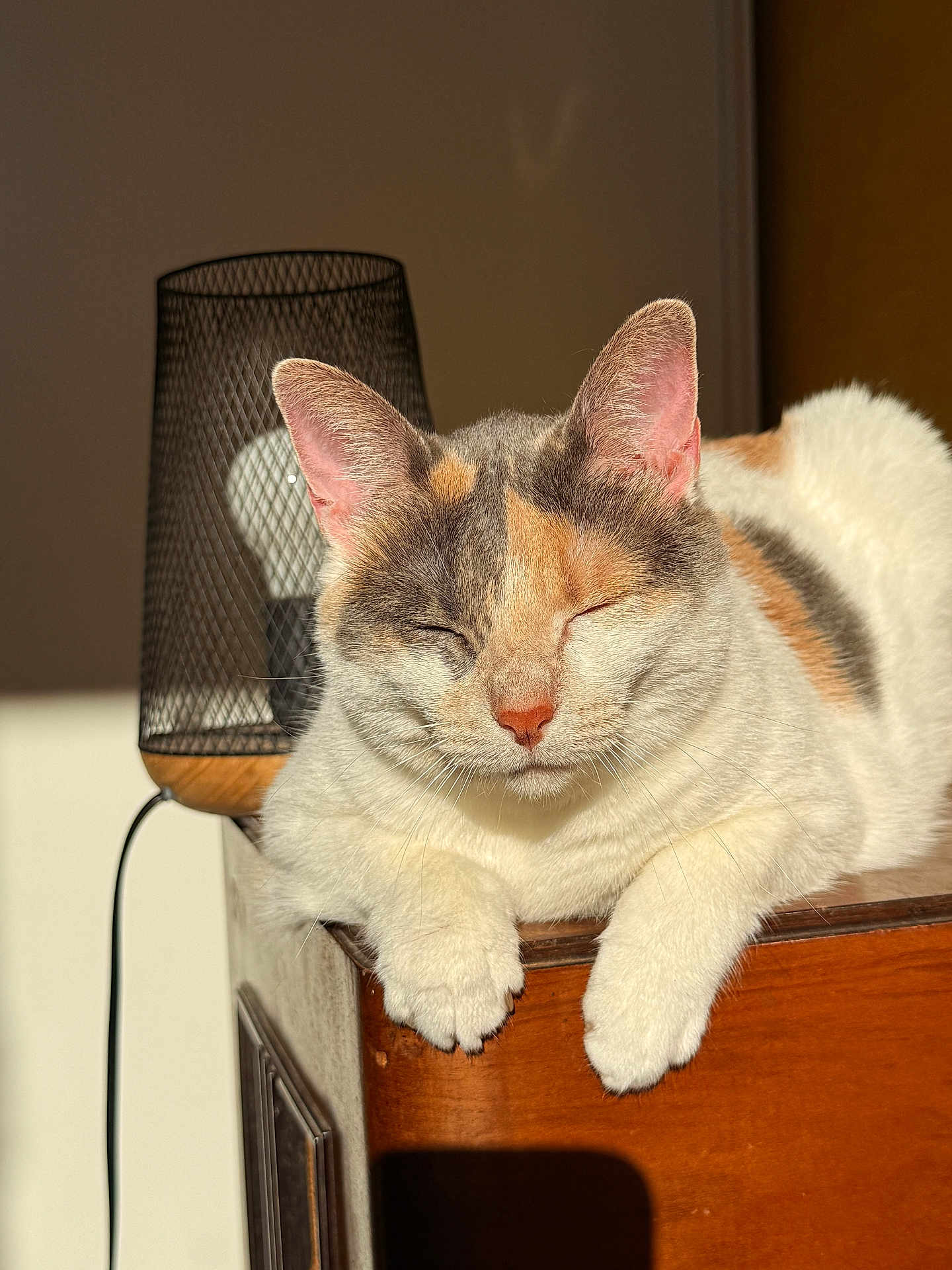 Romy participe au concours pour gagner de l'argent avec cette photo : cat, calico, feline, relaxed, sunlight, wooden_furniture, lamp, indoor, pet, whiskers, ears, closed_eyes, fur, paws, resting, domestic_animal, shadow, cozy, quiet, peaceful