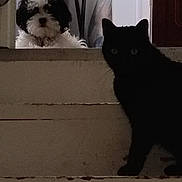 Samie is registered to the contest to win money with this photo: animal, black_cat, cat, companion, curious, curious_look, dog, domestic, door, door_handle, floor, fluffy_dog, household, indoor, pet, quiet, shadow, stairs, step, worn_stairs